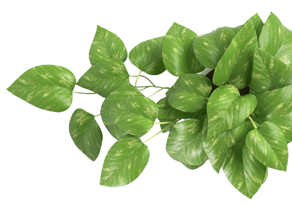 leaf-image-2