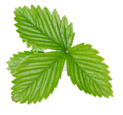 leaf-image-3